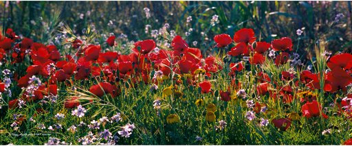 11.1975 Παπαρούνες - Αλαμινός - nov 22.jpg