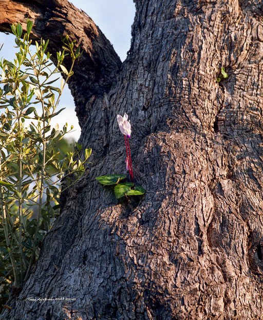 17. 1972 Κυκλάμινο - Ακάμας.jpg
