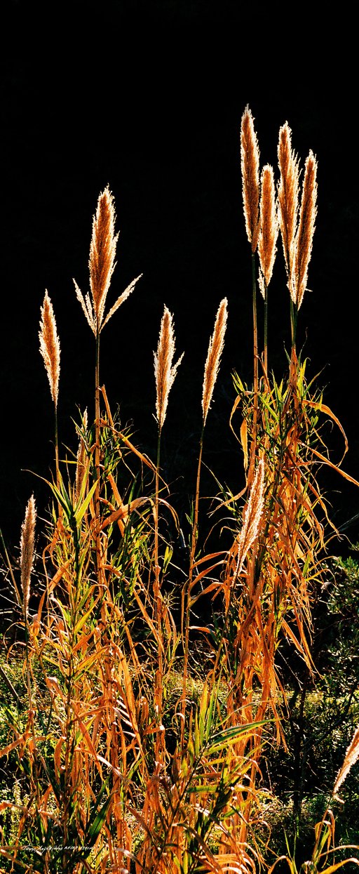 2.1977 Φράκτης Λεύκας - nov 22.jpg