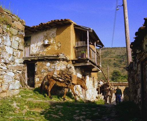 60. 1979 Φικάρδο.jpg
