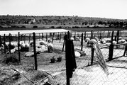 Φάρμα με πρόβατα_D_5852954